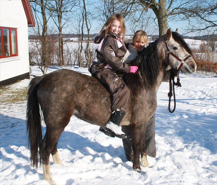 Welsh Pony (sec B) Romeo - SOLGT billede 8