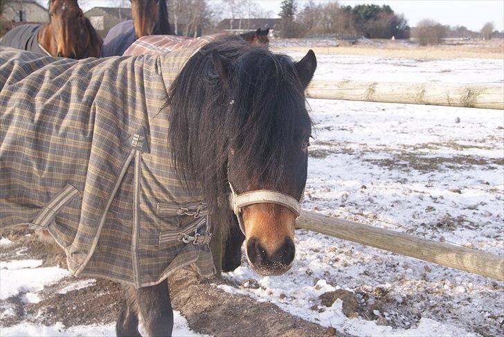 Dartmoor Innis Natron billede 2