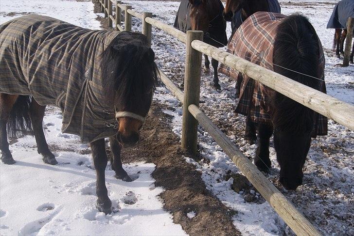 Dartmoor Innis Natron billede 3