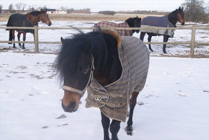 Dartmoor Innis Natron billede 5