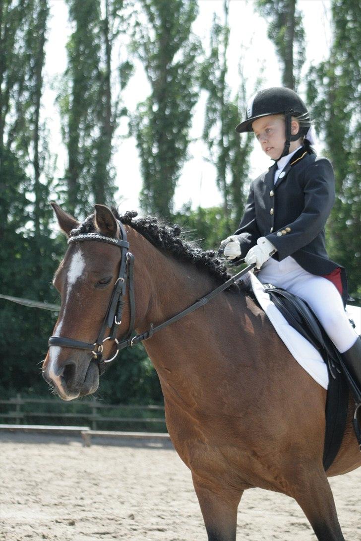 Anden særlig race Lauritz - første stævne 7 plads !!:) billede 6