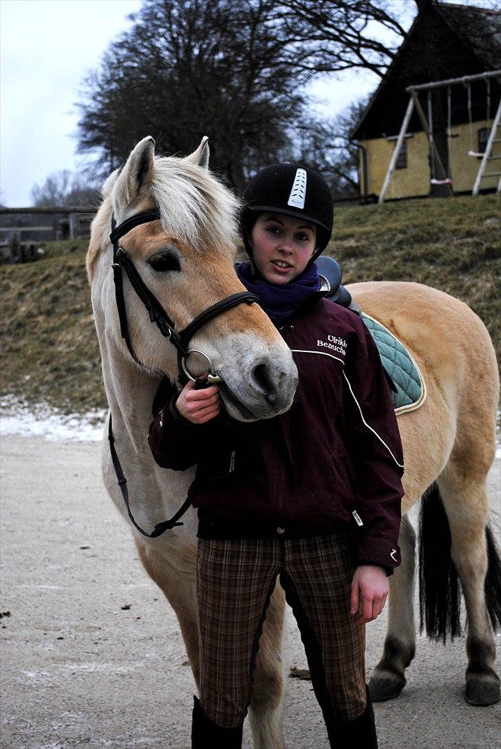 Fjordhest Rask Kongehøj R.I.P. - Februar 2011 billede 2