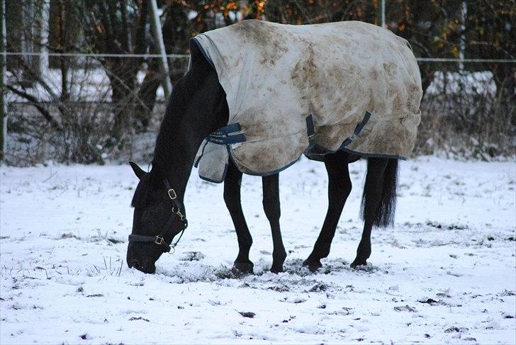 Holstener Lupin - Smukke smukke lullepigen på fold i vinters :) - Fotograf - Maiken Nielsen (Mig) billede 16