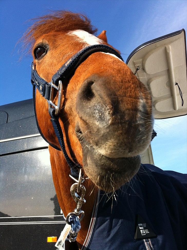 Anden særlig race Bakkegaardens Bailey<3 A-pony - mor skulle da lige have en nys billede 8