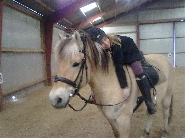 Fjordhest Spyro [tidl. Part] billede 1