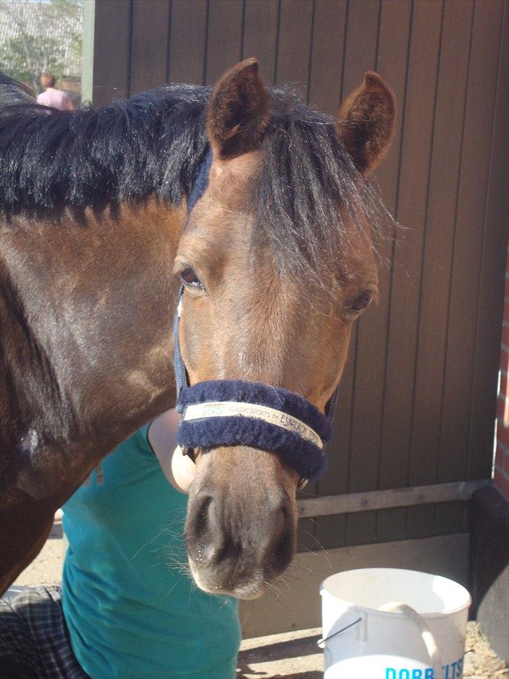 Welsh Pony (sec B) Låddenhøjs Misty - Foto: Camilla Hegner Hansen (Mig) billede 2