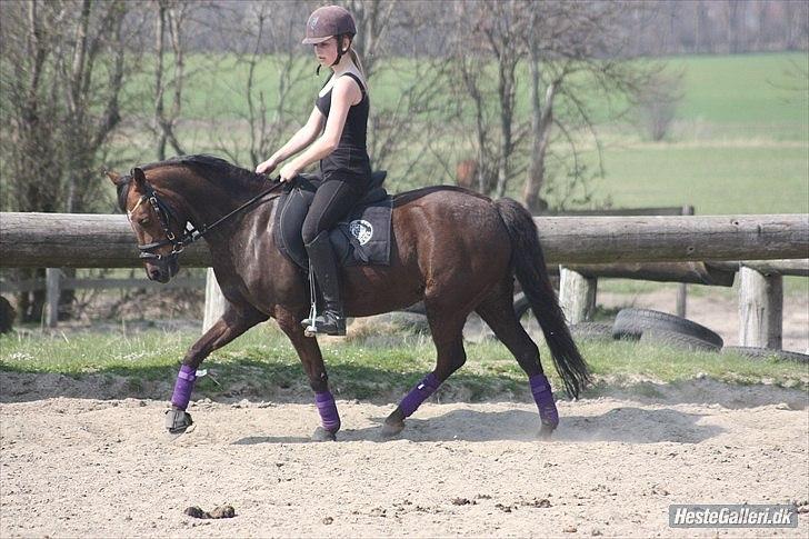 Welsh Pony (sec B) Låddenhøjs Misty - Foto: Malene Pedersen billede 5