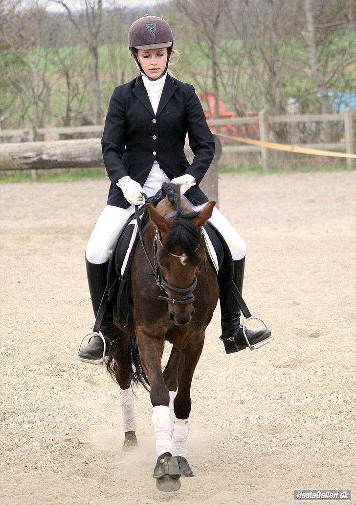 Welsh Pony (sec B) Låddenhøjs Misty - foto: Marianne billede 6