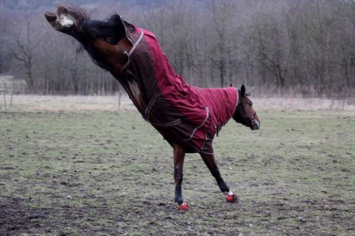 Dansk Varmblod CARSELLO - Hvem siger at heste ikk kan gå på hænder?? Altså min hest prøver da.!?!?    Marts 2011...   Fotograf: mig billede 6