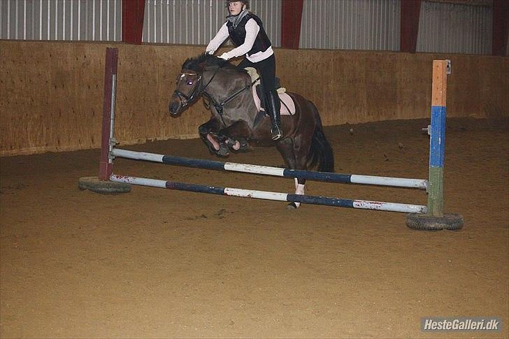 Welsh Pony (sec B) Låddenhøjs Misty - Foto: Malene Pedersen billede 10