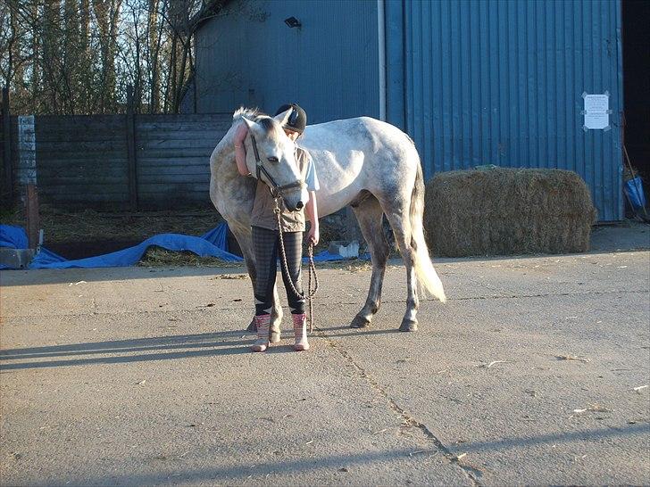 Connemara Bryanmore Boy <3 #mit et og alt# - Elsker bare den pony!!  billede 8