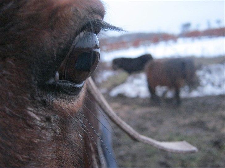 Anden særlig race Dina billede 5