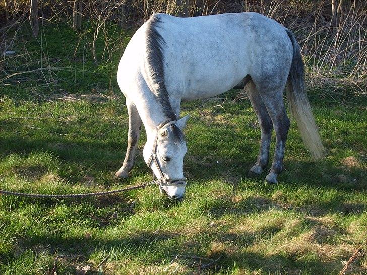 Connemara Bryanmore Boy <3 #mit et og alt# - uhm, saftigt græs :-) billede 5