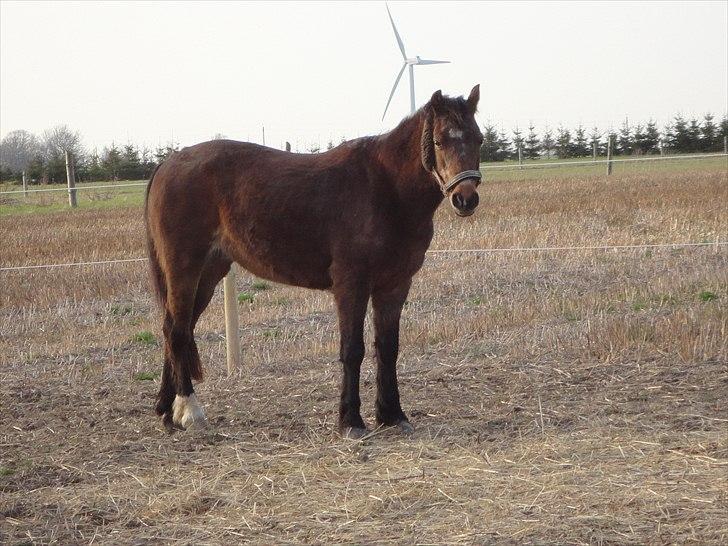 Anden særlig race Dina billede 4