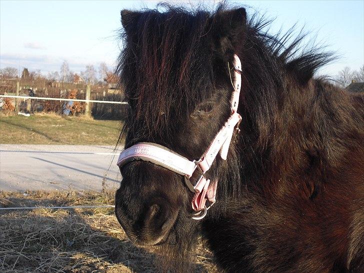 Shetlænder mulle *passer* billede 14