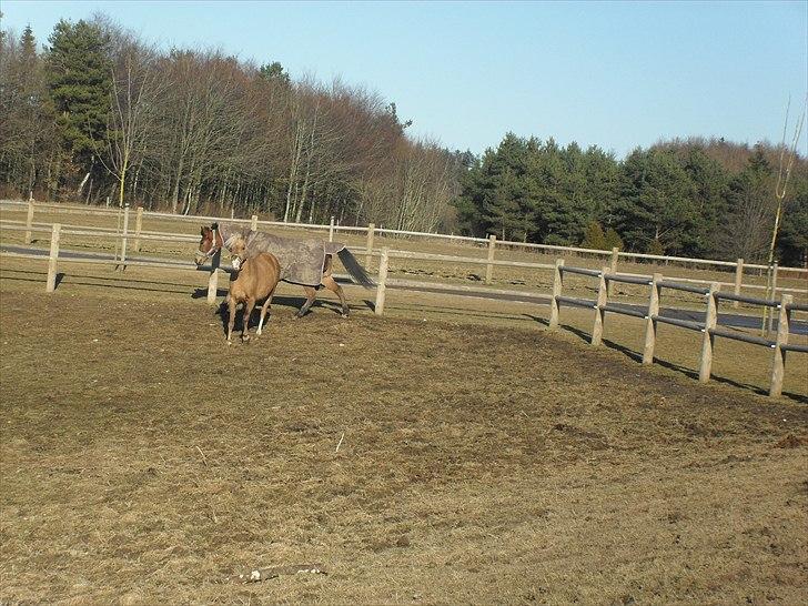 Tysk Sportspony Goldy billede 16