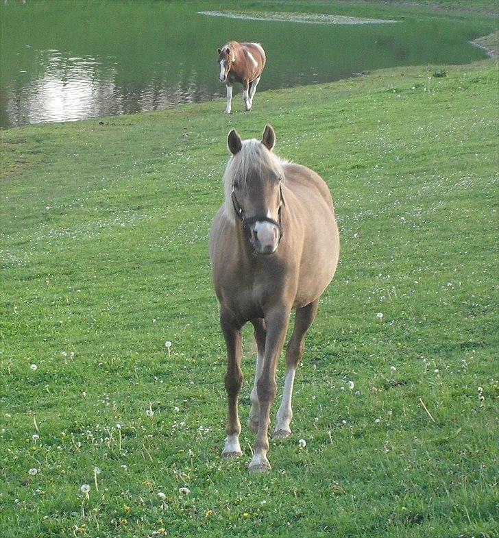 Tysk Sportspony Goldy billede 17