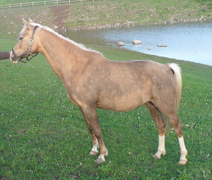 Tysk Sportspony Goldy billede 18