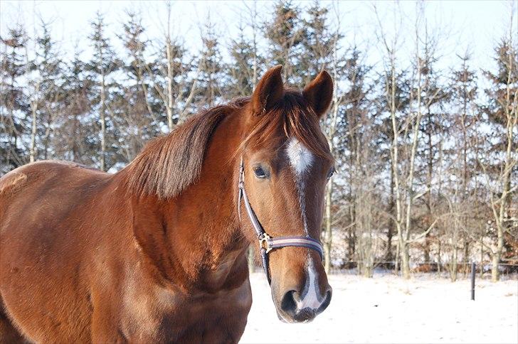 Anden særlig race Hjøllundgårds Castello - Velkommen til ostens profil :) billede 1