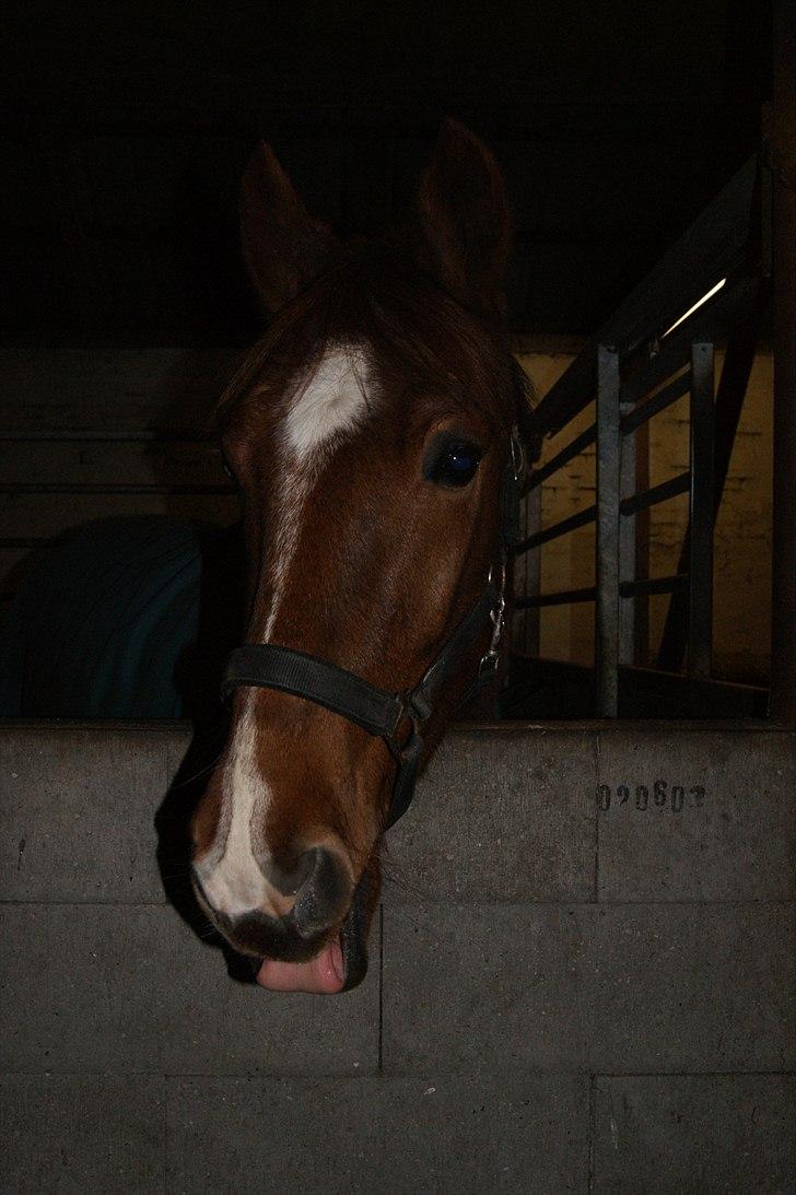 Anden særlig race Hjøllundgårds Castello billede 2