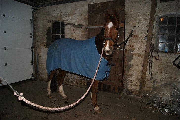 Anden særlig race Hjøllundgårds Castello billede 3