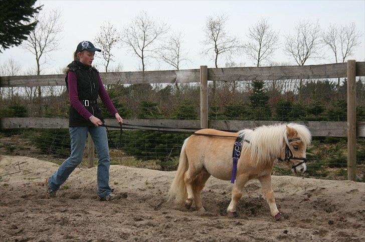 Falabella Calliston's Cody - 3/4 2011 - Dyb koncentration ;) billede 16