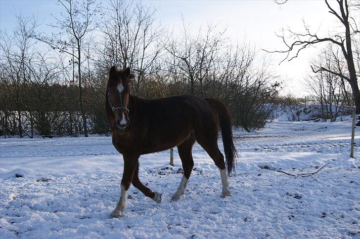 Anden særlig race Hjøllundgårds Castello billede 4