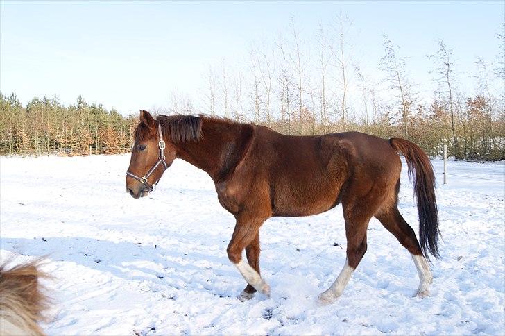 Anden særlig race Hjøllundgårds Castello billede 5