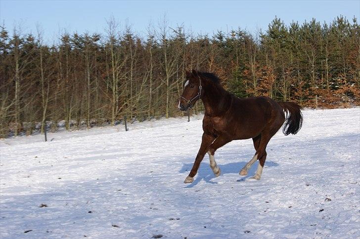 Anden særlig race Hjøllundgårds Castello billede 6
