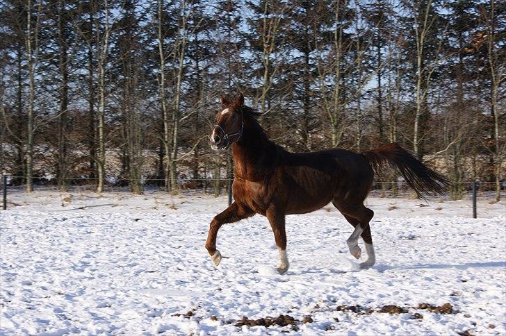 Anden særlig race Hjøllundgårds Castello billede 7