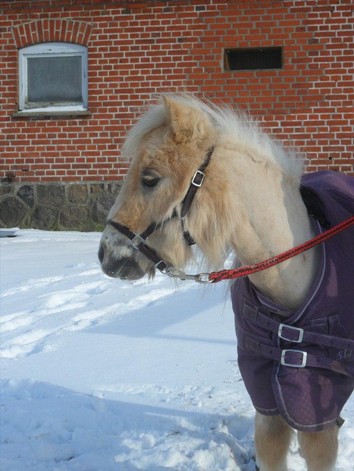 Falabella Calliston's Cody - 19/2 2011 - Kigger efter katten billede 19