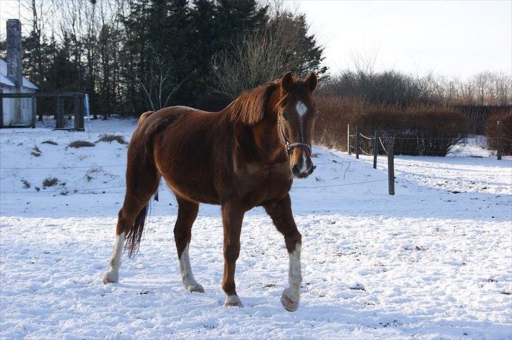 Anden særlig race Hjøllundgårds Castello billede 8