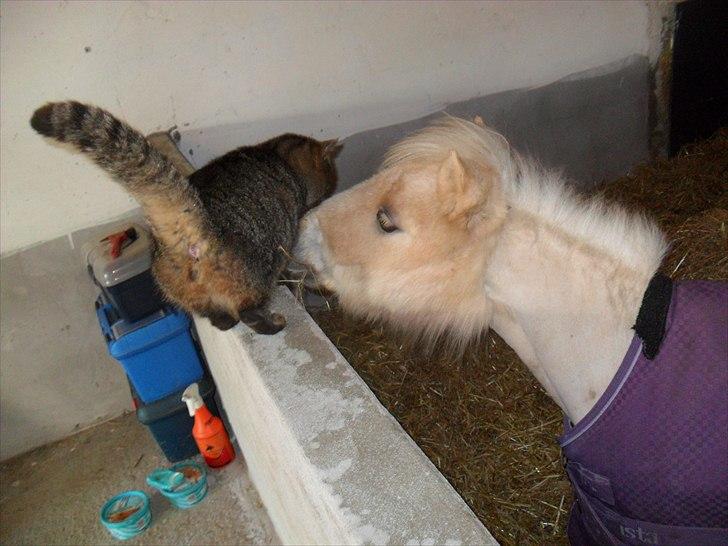 Falabella Calliston's Cody - 19/2 2011 - Cody i boksen, med  en af kattene i stalden. billede 20