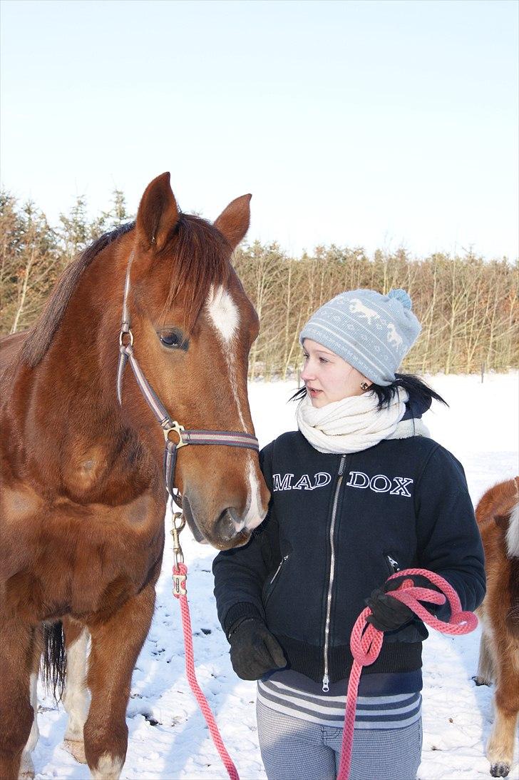 Anden særlig race Hjøllundgårds Castello billede 9