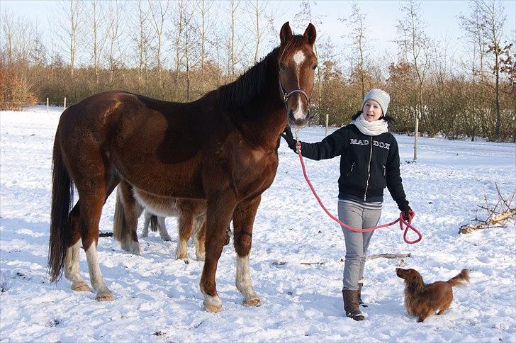 Anden særlig race Hjøllundgårds Castello billede 11