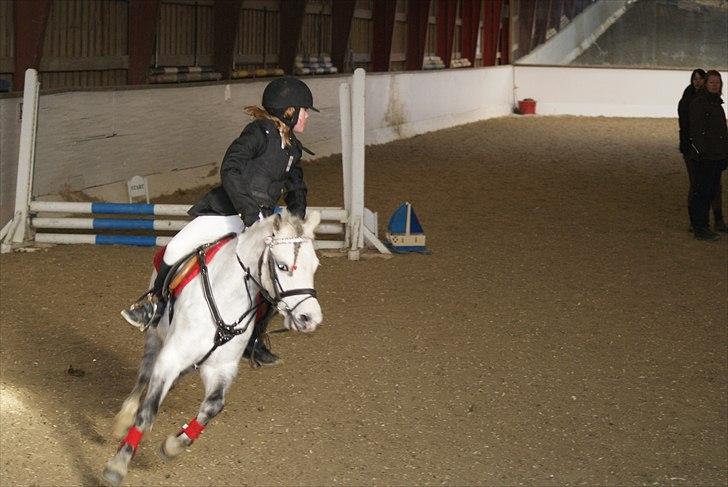 Welsh Pony af Cob-type (sec C) Sondergaardens Freja billede 6