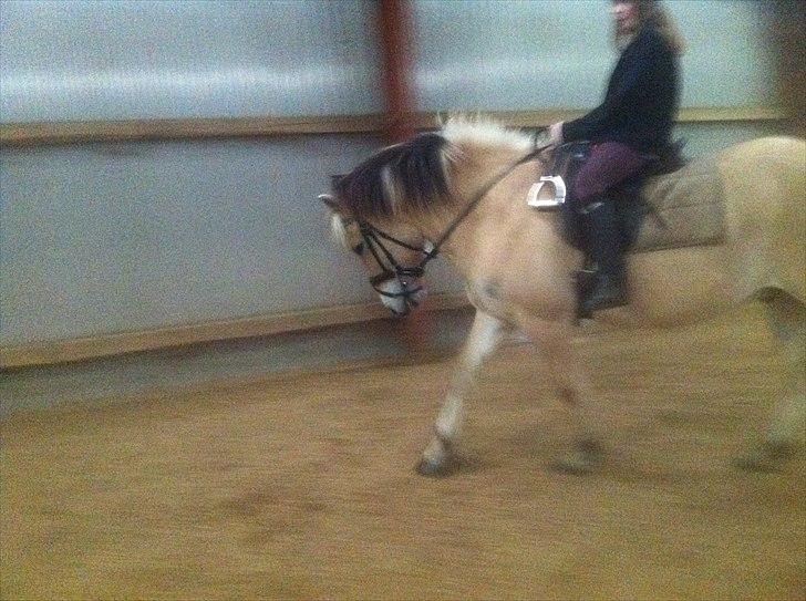 Fjordhest Spyro [tidl. Part] billede 2