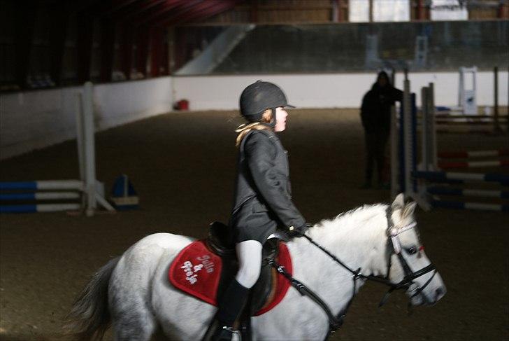 Welsh Pony af Cob-type (sec C) Sondergaardens Freja billede 7