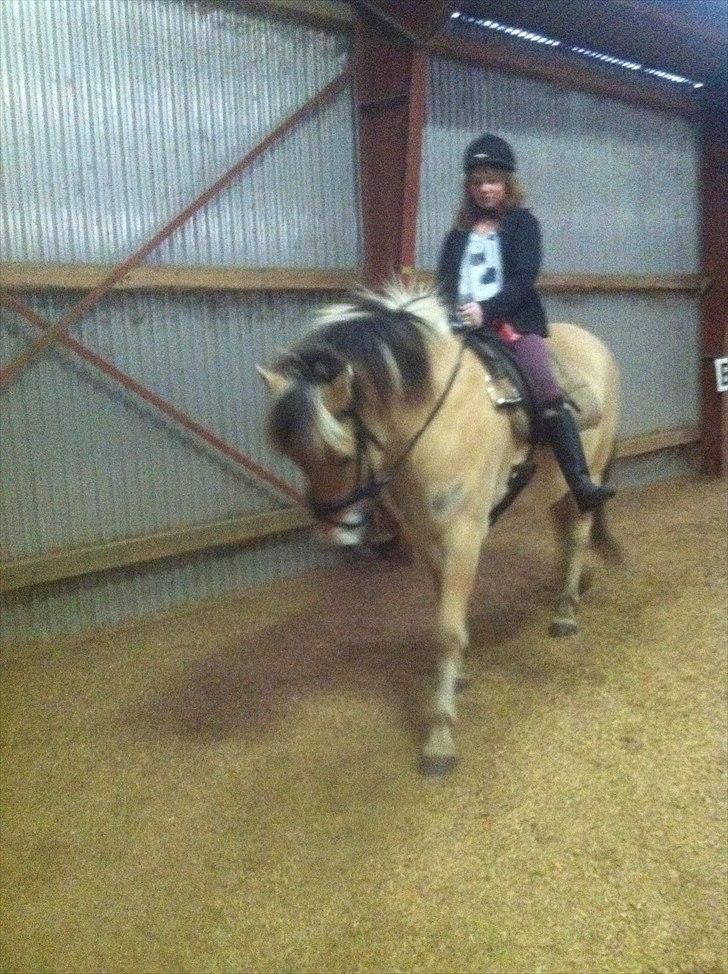 Fjordhest Spyro [tidl. Part] billede 3