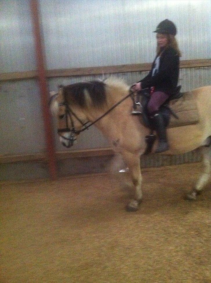 Fjordhest Spyro [tidl. Part] billede 4