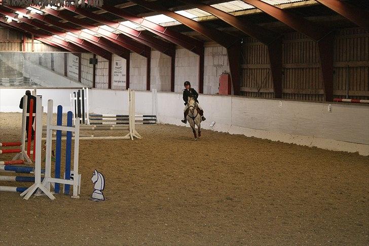 Welsh Pony af Cob-type (sec C) Sondergaardens Freja billede 9