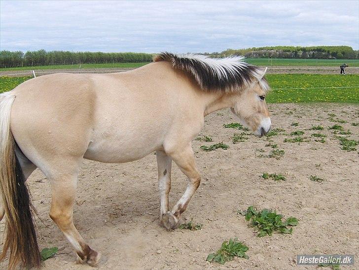 Fjordhest Spyro [tidl. Part] billede 5