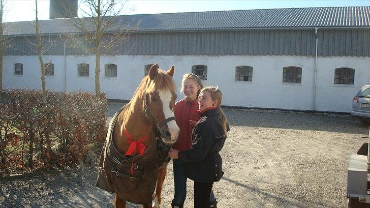 New Forest Thor - Da jeg fik ham:) billede 3