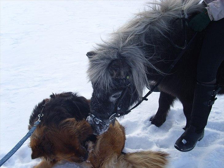 Shetlænder Bergeruds Jasmin - 20 februar 2011 billede 14
