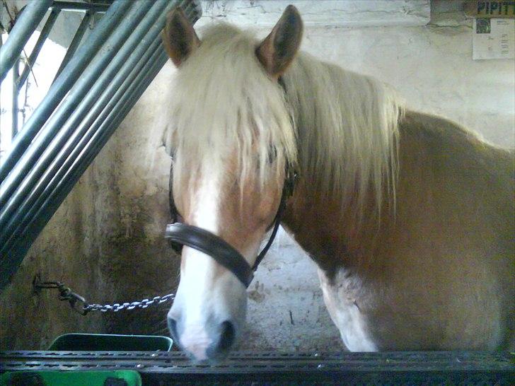 Haflinger Max billede 6