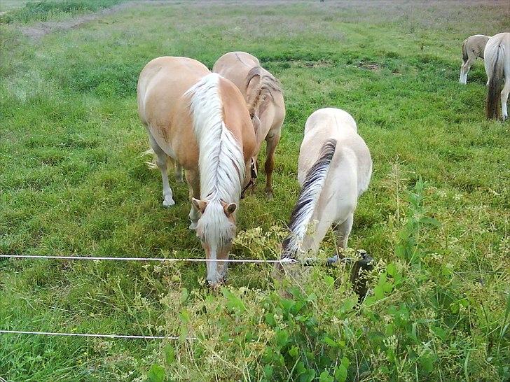 Haflinger Max billede 7