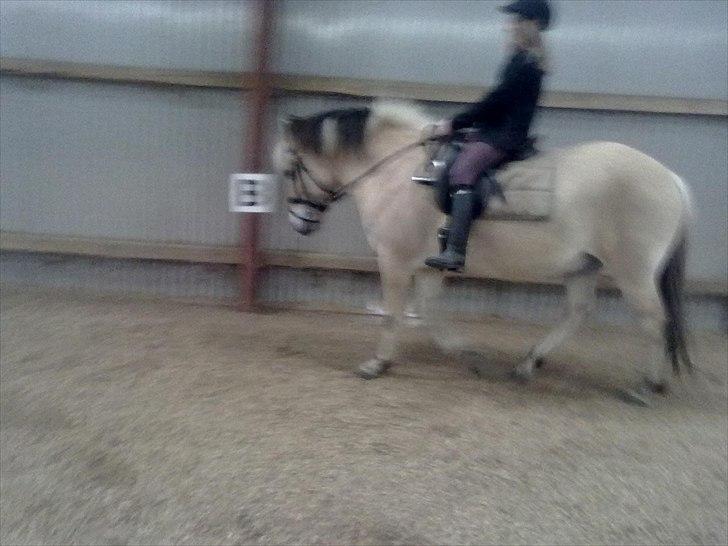 Fjordhest Spyro [tidl. Part] billede 6