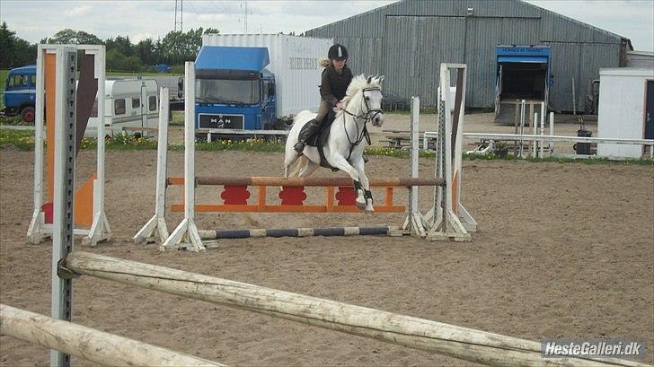 Welsh Pony (sec B) Stendyssen´s sunglimps <3 - vi springer la 80cm 2010 billede 8