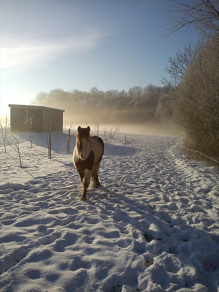 Irish Cob Crossbreed Palle - Palle en vintermorgen<3. billede 8