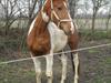 Pinto Lindegaardens Sofus II Solgt [Tidl. hest]